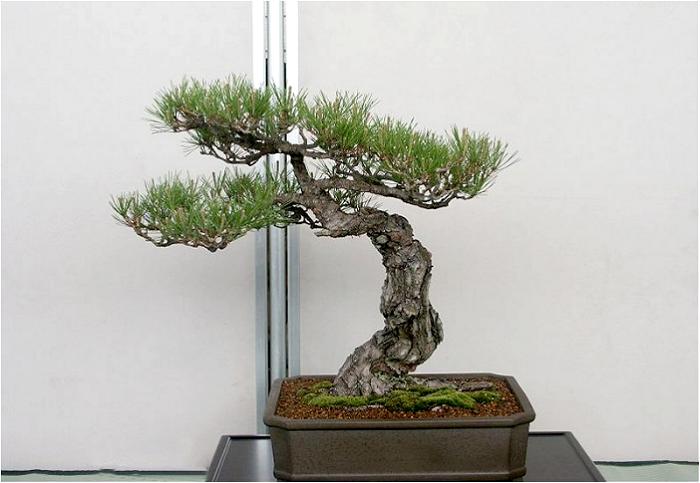 �o�W�ҁF�΍�@�L�i����