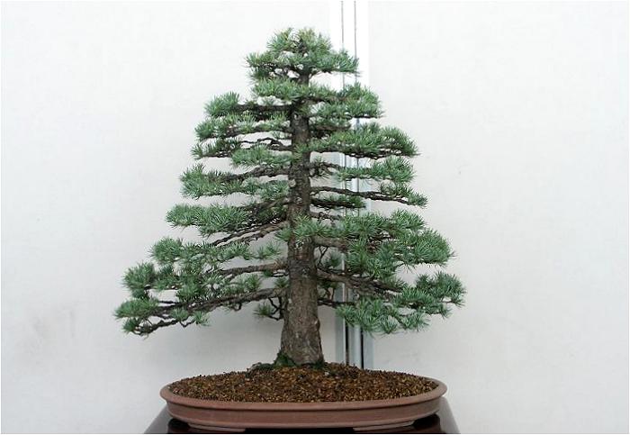 �o�W�ҁF��{�@��ꂳ��