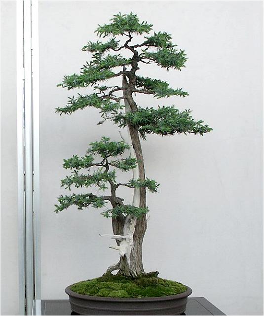 �o�W�ҁF�D�c�@��������