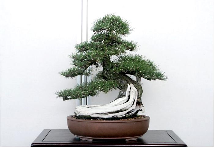 �o�W�ҁF�v�ۓc�@�v����