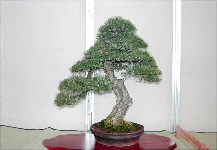 �o�W�ҁF�I��@�삳��