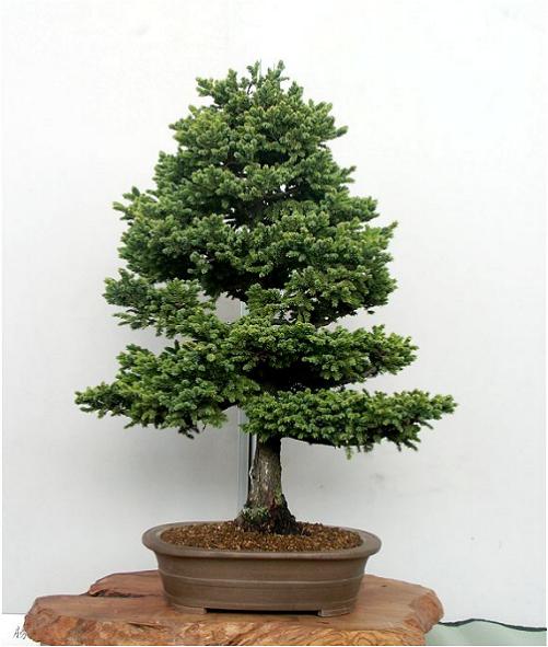 �o�W�ҁF���{�@������