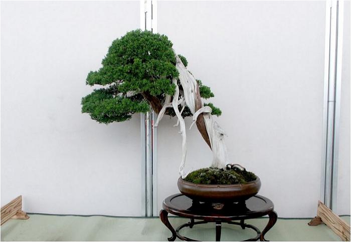 �o�W�ҁF�{�{�@�v������