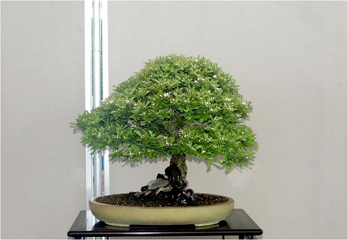 �o�W�ҁF�X�ʁ@���ꂳ��