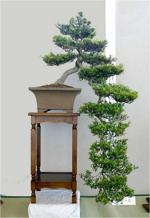 �o�W�ҁF���c�@��O����