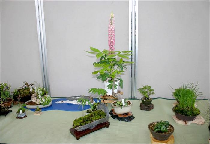 �~�͂��ǂ��ł������ȎR��̉ԁX���ǂ��ł���!