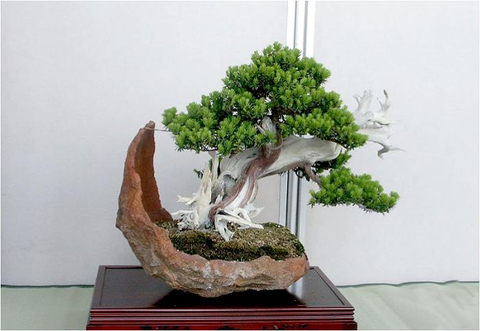 �o�W�ҁF�����@�O����