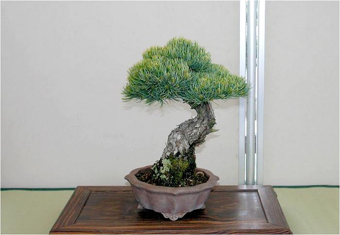 �o�W�ҁF�c���@������