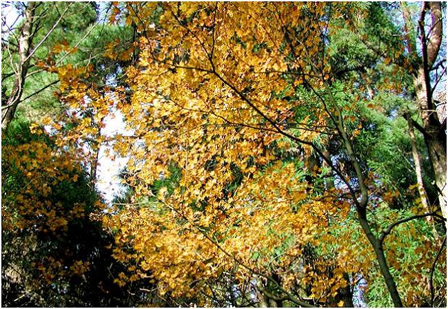 �����ӂ�Ō��������g�t�I