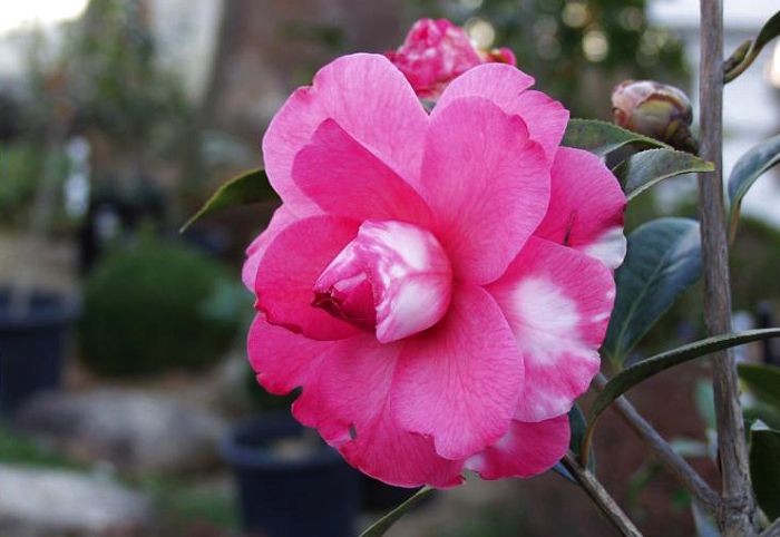 �Ԗ�����������̂�Y��܂����I(-_-;)