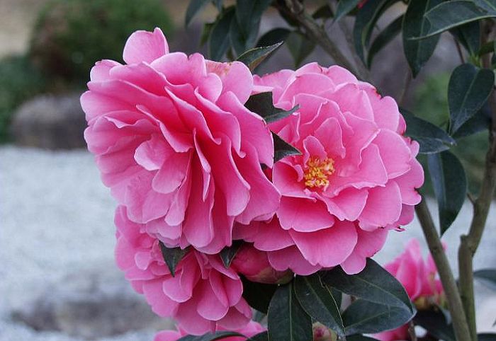 �A�ؔ��̍����t�߂Ɂu�o�����^�C�f�[�v�Ƒf�G�Ȗ��D���E�E�E�E�������L��I