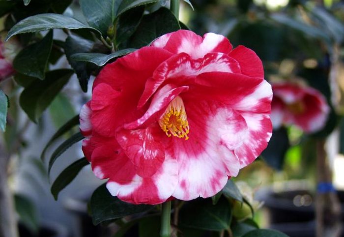 �u����v�Ə������ԎD�����E�E�E�E