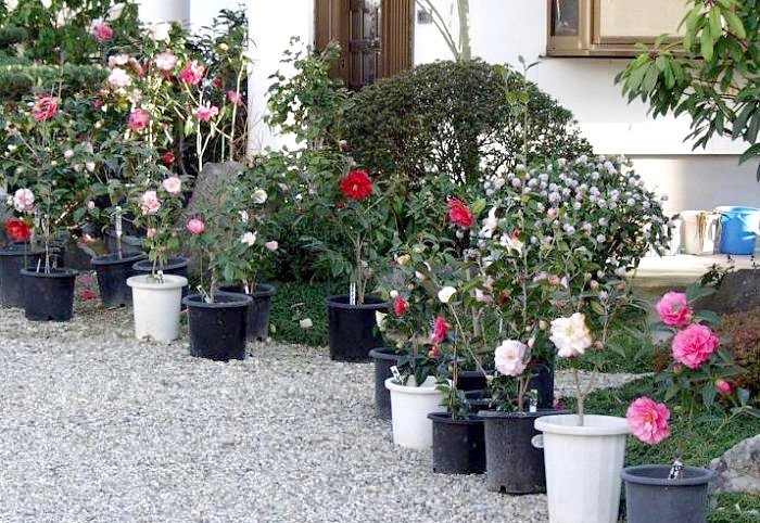 �V��������̒ցB