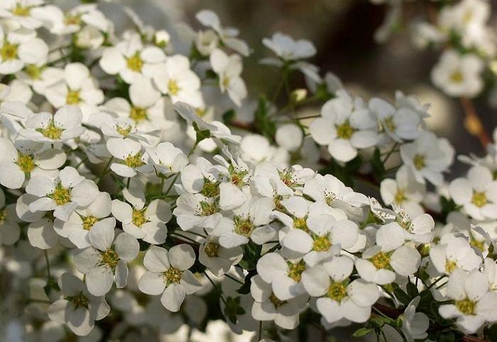 �}�N�����[�h�Őڋ߂��Ă݂܂����B