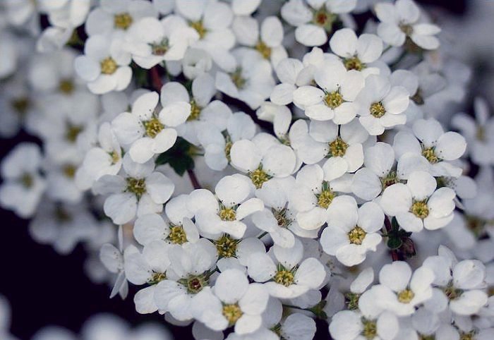 ���A�̉Ԃɂ��}�N�����[�h�ŁE�E�E�E�E�E�E