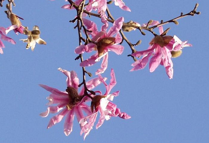 ���A���̃��N�����ɕ���ŁA�q���q���̉ԕق������Ă���܂����B