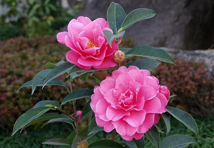 �������猩���Ƃ��̓{�^���̉Ԃ����Ǝv���܂����I(��)