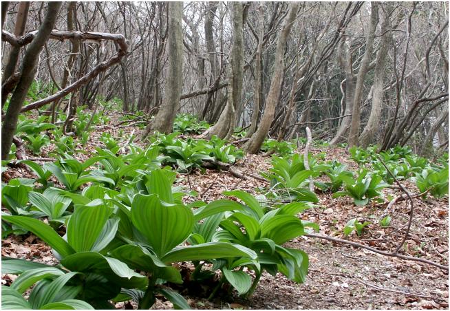 ���o�R���Ƃ̍����̂W���ڂ���́A���Ԕ����ڗ����n�߁u�R�o�C�P�C�\�E�v�̌Q�����ڑO�ɁE�E�E�E