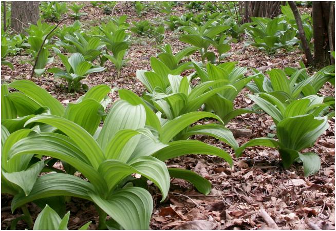 �ŏ��́A��������Ȃ������̂ł����ߊ���Č���΁u�R�o�C�P�C�\�E�v�ł����I