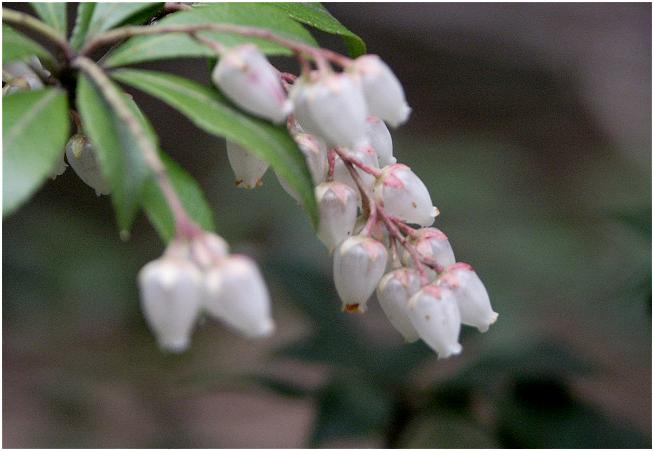 �V��₩��̋A�H�́A�{�i�I�ȉJ�͗l�ɂȂ�A�J���t���ē����x����ցE�E�E��������ȍ~�͎B�e�s�̃A�N�V�f���g(-_-;)�@���R���[�Ō��������u�A�Z�r�v�̉Ԃł��B�������L��������܂����B