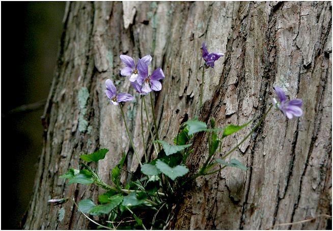 �U���ڕӂ�̐��т̒��Ō����������ȃX�~���A�悭����Ζ؂̊���ڂɁE�E�E�E(@_@)