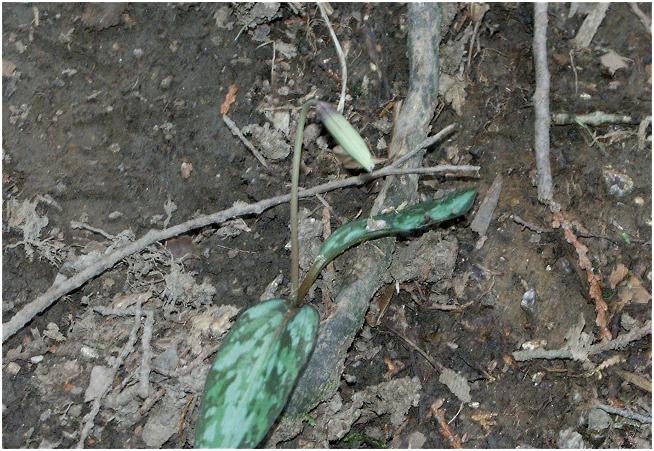 ���ɂ����݂���ꂻ���ȓo�R�R�[�X�ɁA�u�J�^�N���v���E�E�E�E�J�Ԃ͂��������I