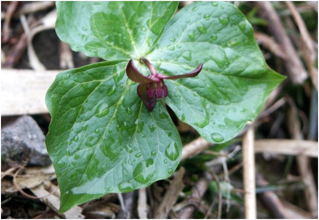 �R�쑐�W�ł��A�l�C�́u�G�����C�\�E�v���������܂����I