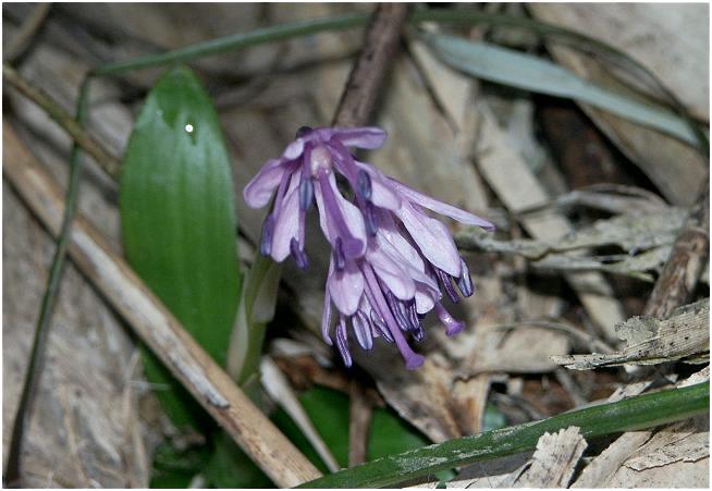 �u�V���E�W���E�o�J�}�v���J���ɉ��Ȏp�������Ă���܂����B