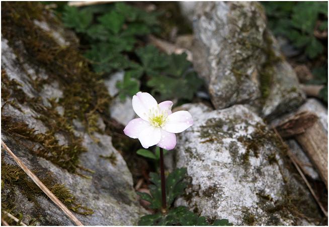 �ʂ̊�A�ɂ́A�u�C�`�����\�E�v�ł��傤���I���Ȏp�������Ă���܂����B