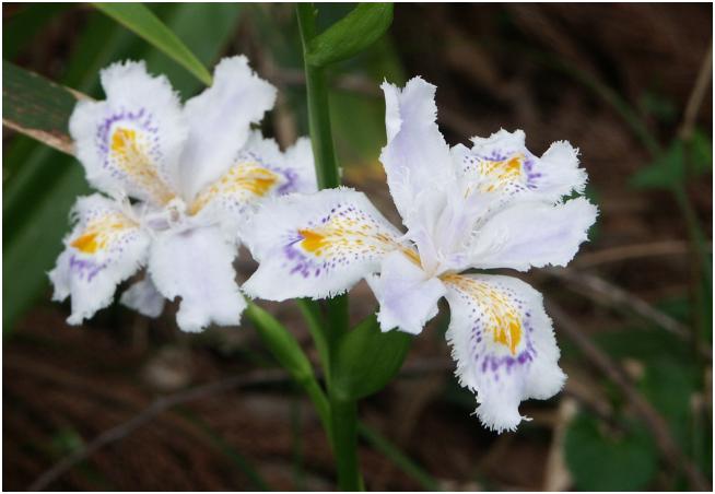 �o�R��������t�߂ŁA�}���Ă��ꂽ�u�V���K�v�̉�(^_^)v