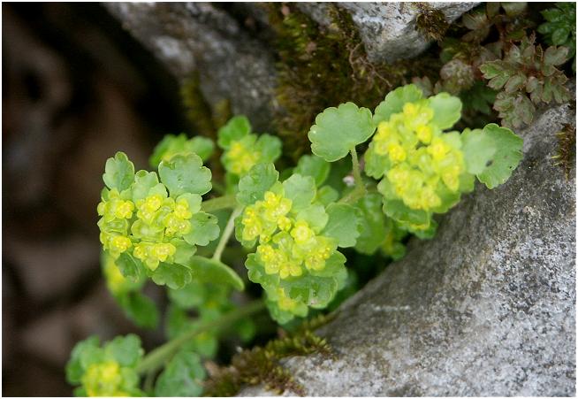 �V���t�߂́A���O�̒ʂ���̘A���I���̊�A�ɉ��ȁu�C���x���P�C�v���E�E�E�E���J�p���t���A�N�V�f���g�ɐS���a�݂܂����B