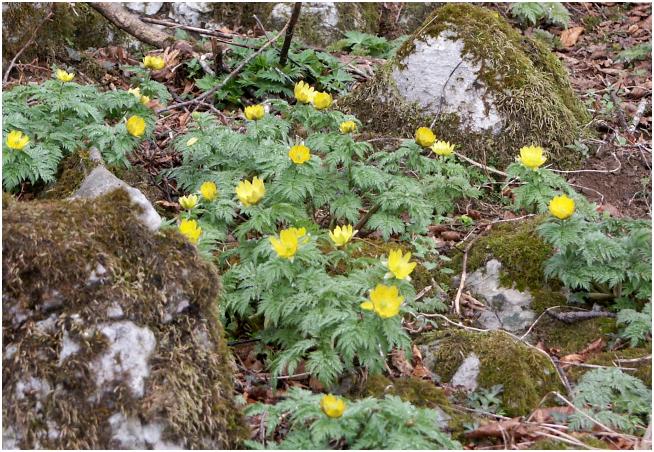 �ۂނ����ΊD��̊�ԂɁE�E�E�E