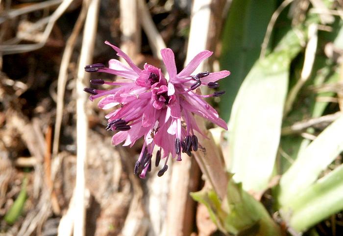 �V���E�W���E�o�J�}�i�����ȁj�@��k�ׂ̗̎R���ɂ́A�t�����������ԁX���E�E�E