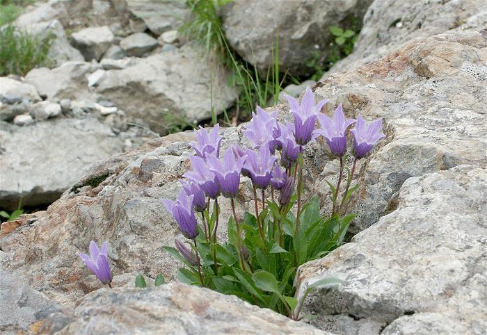 ���ɃC���L�L���E�i�L�L���E�ȁj�����ȉԎp�������Ă���܂����B