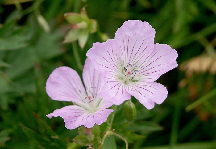 ���Ԕ��ɂ́A���ȃs���N�̃n�N�T���t�E���i�t�E���\�E�ȁj���ږڗ����Ă��܂����B