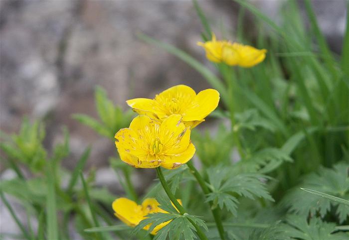 �V�i�m�L���o�G�i�L���|�E�Q�ȁj