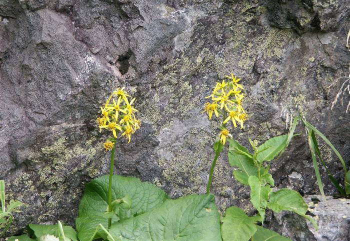 ��������A�ɁE�E�E�E�A�J�C�^�J���R�E�i�L�N�ȁj