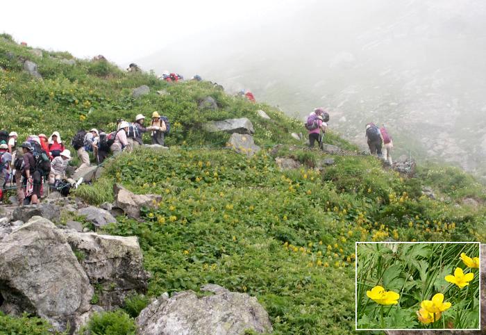 ���Ԕ��́A�V�i�m�L���o�G�i�L���|�E�Q�ȁj�̌Q���ł��I