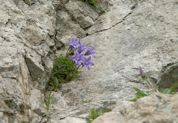 �U�b�N�������ɂ����ĕt�߂̎U��ɏo�����܂����B�C���L�L���E�i�L�L���E�ȁj