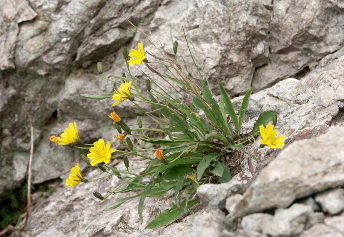 �C���j�K�i�i�L�N�ȁj�ł��傤���H