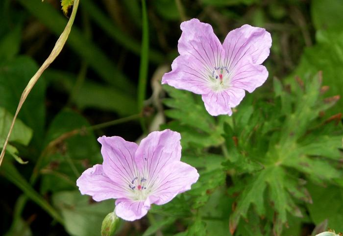 �o�R�r��̎B�e�ƈ���āA�������ăt�@�C���_�[��`����̂����ꂵ���ł��ˁI�n�N�T���t�E���i�t�E���\�E�ȁj