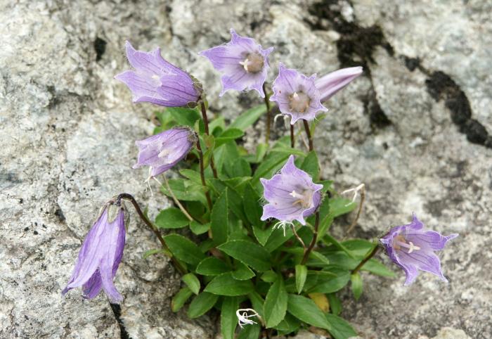 �`�V�}�L�L���E�i�L�L���E�ȁj