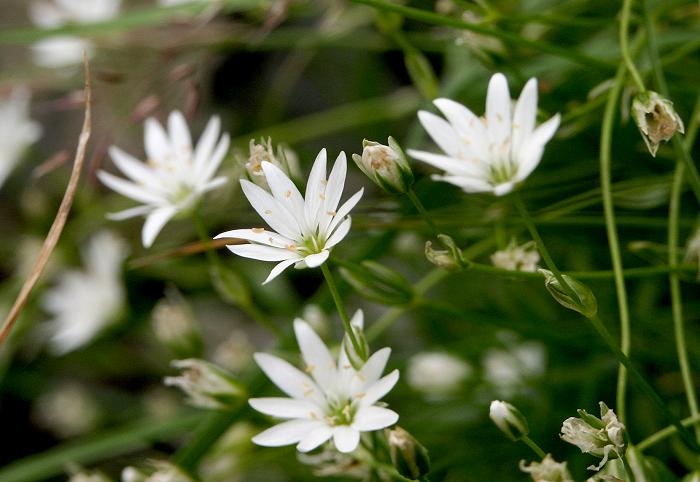 �C���c���N�T�i�i�f�V�R�ȁj