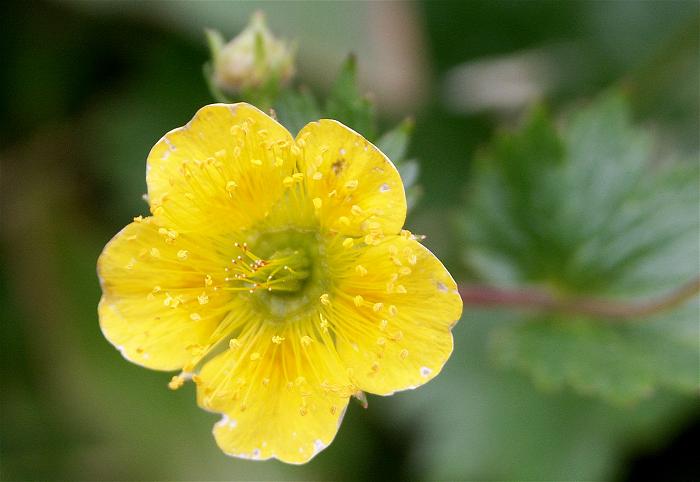 �~���}�L���o�C�i�o���ȁj