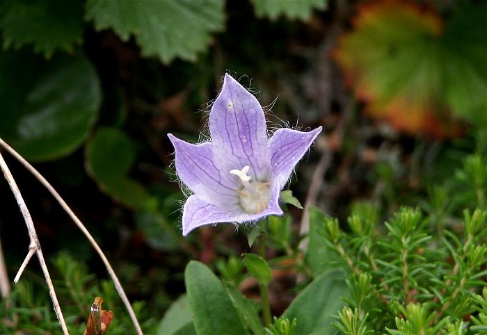 �`�V�}�L�L���E�i�L�L���E�ȁj�Ԋ����Ђɒ��т�����̂������������ł��B