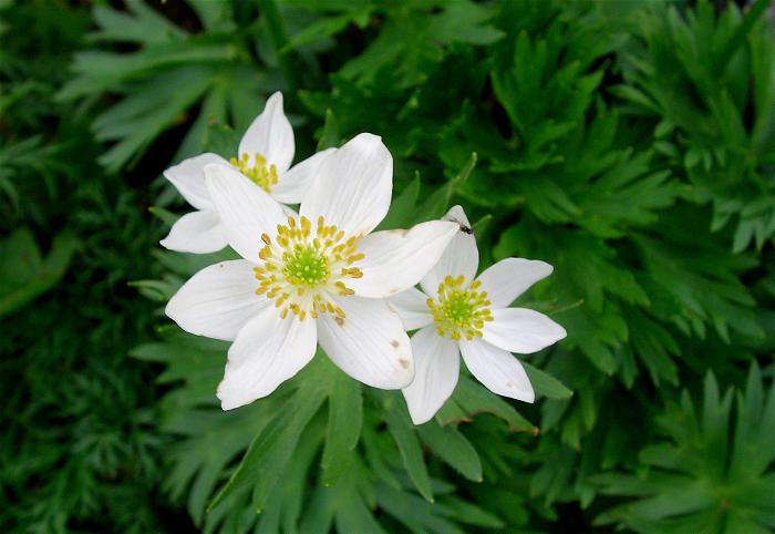 �����ɂ́A�n�N�T���C�`�Q�i�L���|�E�Q�ȁj�̌Q���ł��I