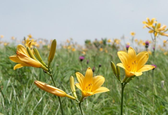 �j�b�R�E�L�X�Q�i�����ȁj�ʖ��̓[���e�C�J�Ƃ������܂��B