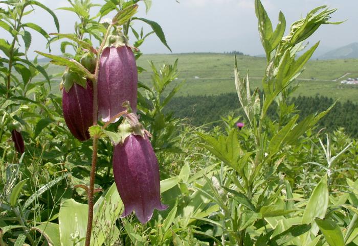 �z�^���u�N���i�L�L���E�ȁj