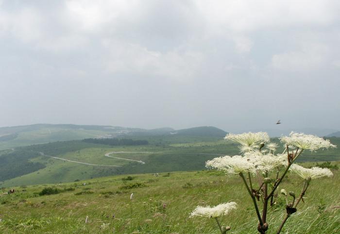 �V�V�E�h�i�Z���ȁj�A�傫�ȉԎp�ň�ۖڗ����Ă��܂����I����̓r�[�i�X���C���ł��B