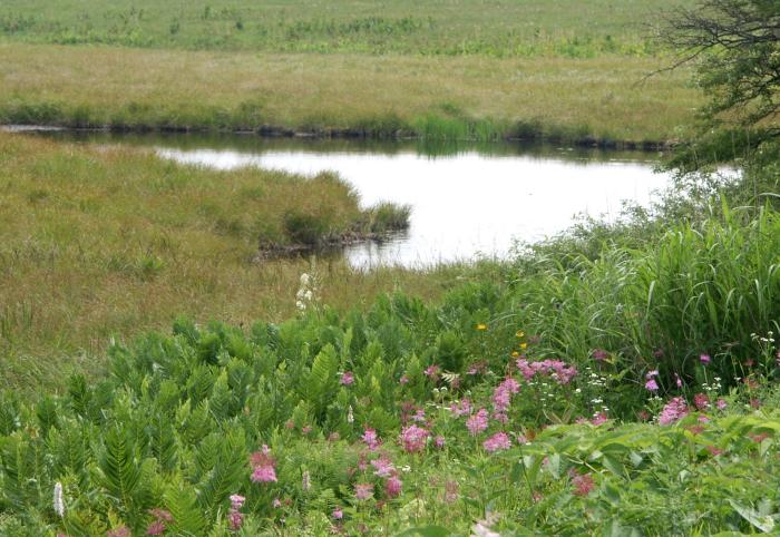 �A�J�o�i�V���c�P�\�E�i�o���ȁj�̌Q���������ł����I